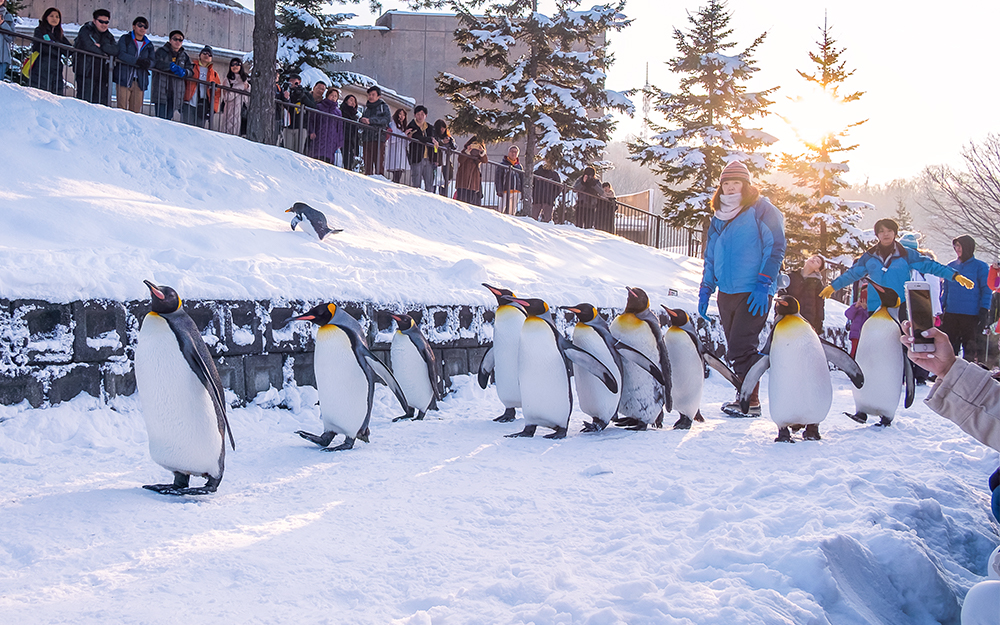 Hokkaido Furano & Biei 6-Day Tour
